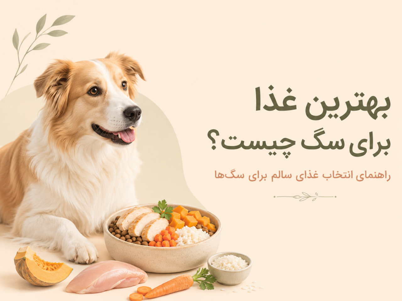 بهترین غذا برای سگ با تصویر سگ و ظرف غذای سالم خانگی