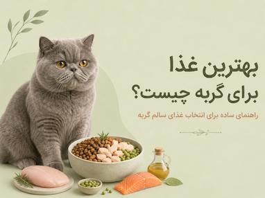 بهترین غذا برای گربه چیست؟ راهنمای ساده برای انتخاب غذای سالم گربه
