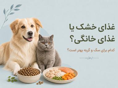 غذای خشک یا غذای خانگی؟ کدام برای سگ و گربه بهتر است؟
